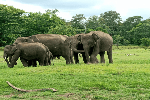From Sigiriya/Habarana: Hurulu Eco Park Wild Elephant Safari From Sigiriya/Habarana: Minneriya /Kaudulla Elephant Safari