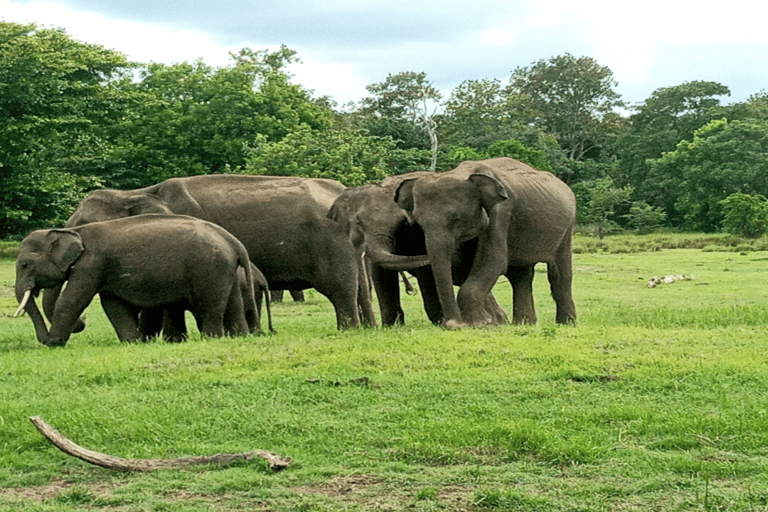 From Sigiriya/Habarana: Hurulu Eco Park Wild Elephant Safari From Sigiriya/Habarana: Minneriya /Kaudulla Elephant Safari