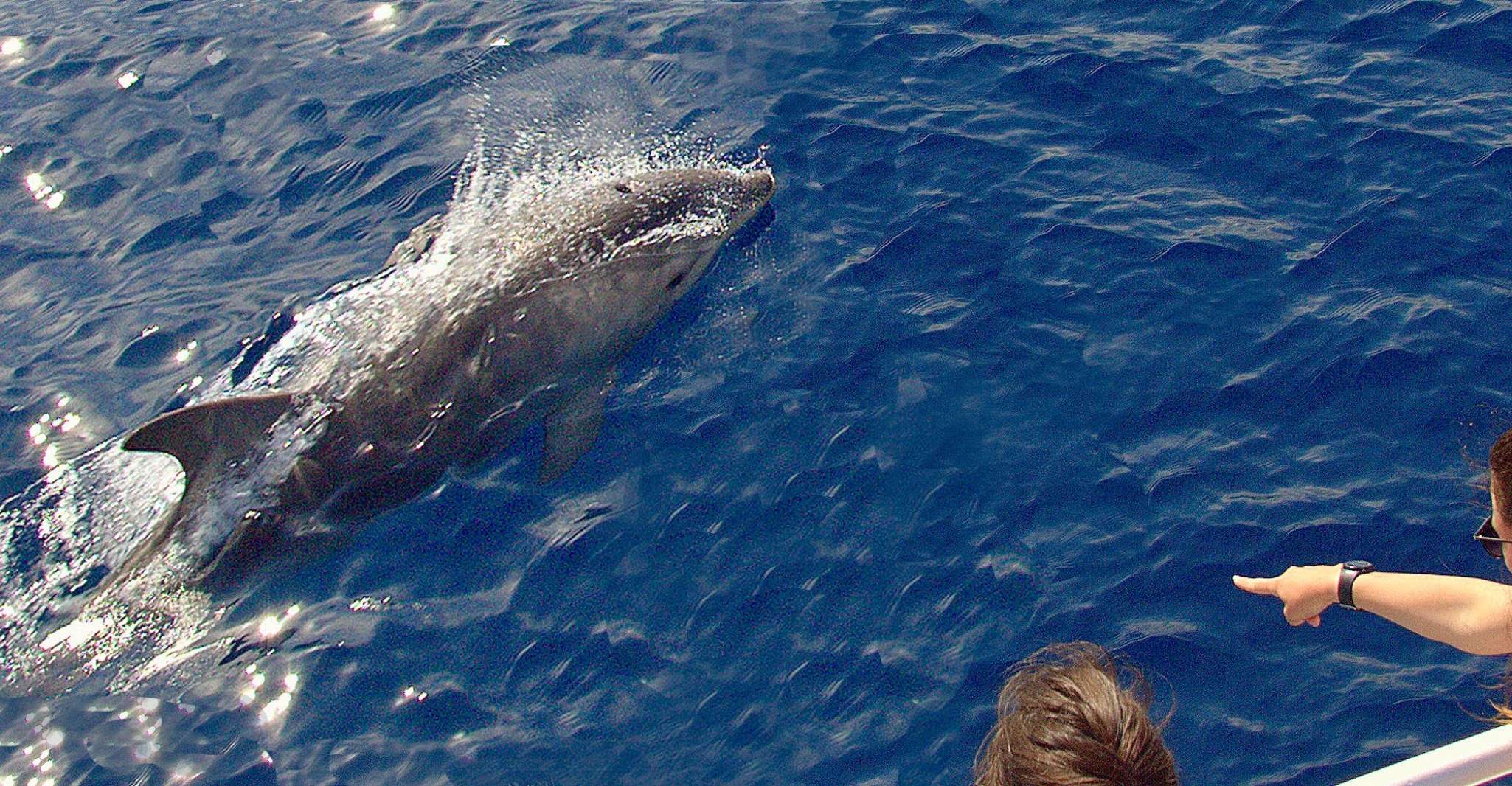 Journée bateau PLAGES, CRIQUES,CALANQUES sauvages - Housity