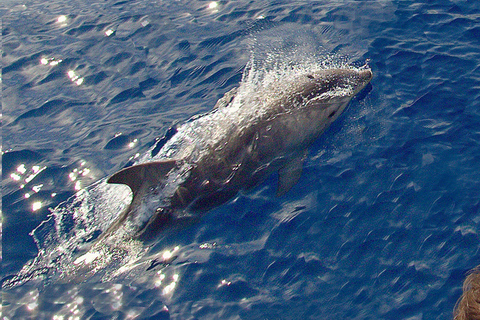 Journée bateau PLAGES, CRIQUES,CALANQUES sauvages From Propriano Boat trip LES CÔTES SAUVAGES Wild coasts