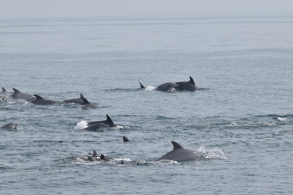 Cape May, Scenic Whale und Dolphin beobachten Kreuzfahrt - Hizvo