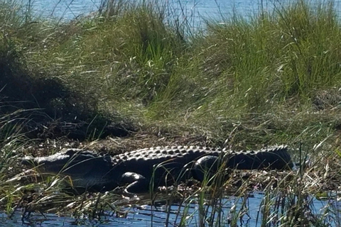 Boat Tour of Louisiana Bayous Near New Orleans