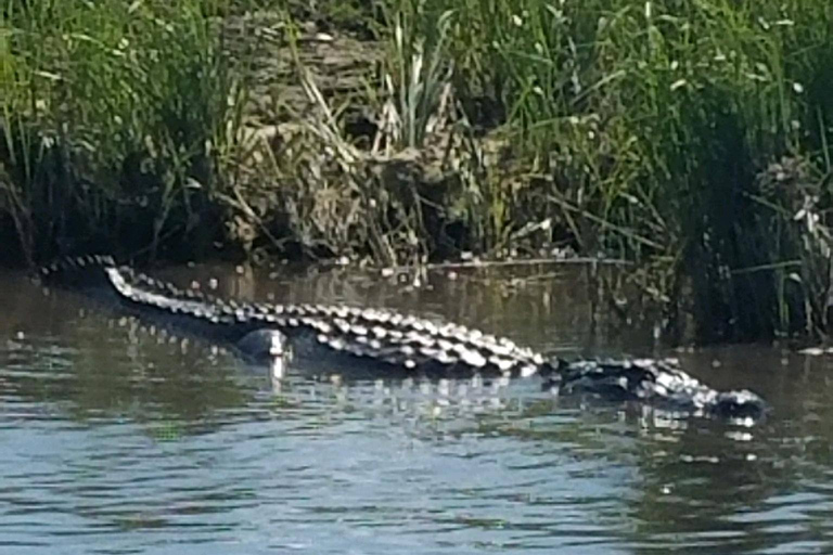 Boat Tour of Louisiana Bayous Near New Orleans