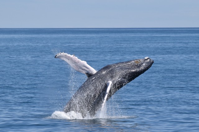 Visit Cape May Scenic Whale and Dolphin Watching Cruise in West Cape May