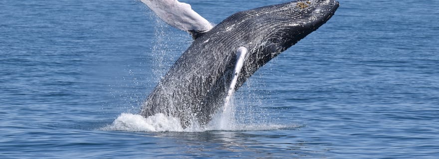 Cape May : Croisière panoramique d'observation des baleines et des dauphins