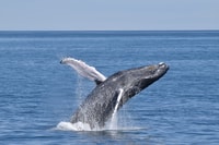 Cape May, Scenic Whale und Dolphin beobachten Kreuzfahrt - Hizvo
