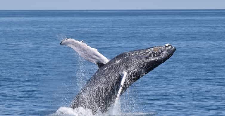 Best Time for Whale & Dolphin Watching in New Jersey 2023 