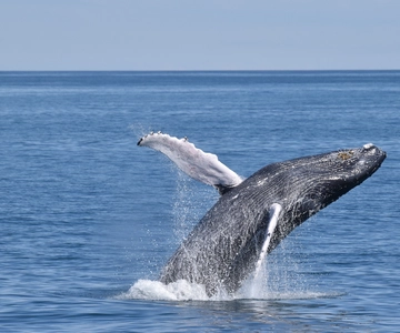 Cape May: Wal- und Delfinbeobachtungstour mit Aussicht