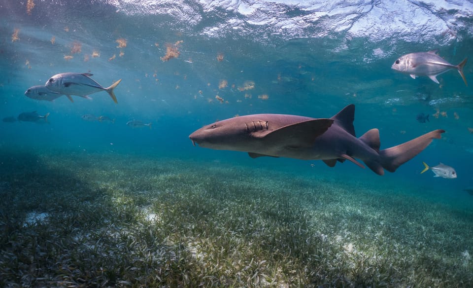 Snorkeling Day Trip Placencia GetYourGuide