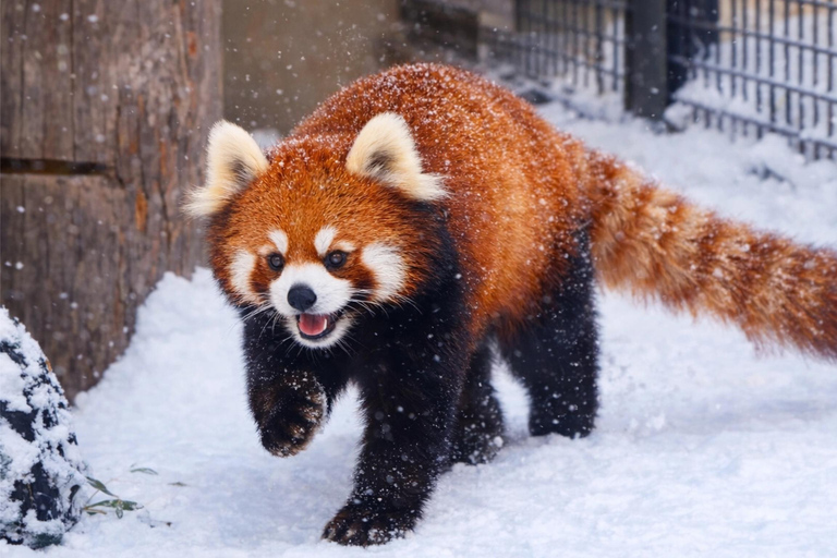 Sapporo 2-Month Special:Asahiyama Zoo & Snowy Landmarks Tour 8:10 am meet at JR Sapporo Station North exit