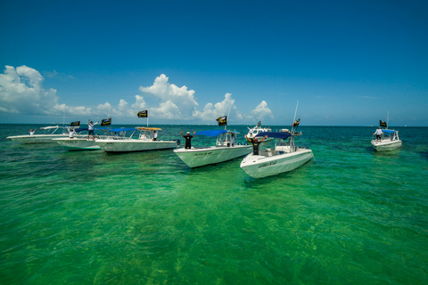 From Cancún: Swim with Whale Sharks Experience