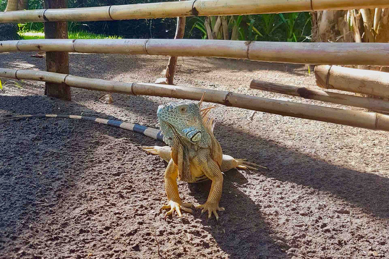 4-in-1-Tour - Mazunte, Kakaofabrik & Schildkrötenlaich/Aussetzung