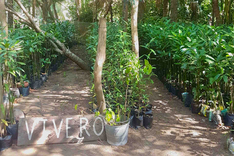 Tour 4 em 1 - Mazunte, Fábrica de Cacau e Desova/Liberação de Tartarugas