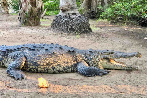 4-in-1-Tour - Mazunte, Kakaofabrik & Schildkrötenlaich/Aussetzung