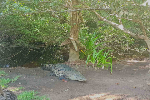 Excursión 4 en 1 - Mazunte, fábrica de cacao y desove/liberación de tortugas