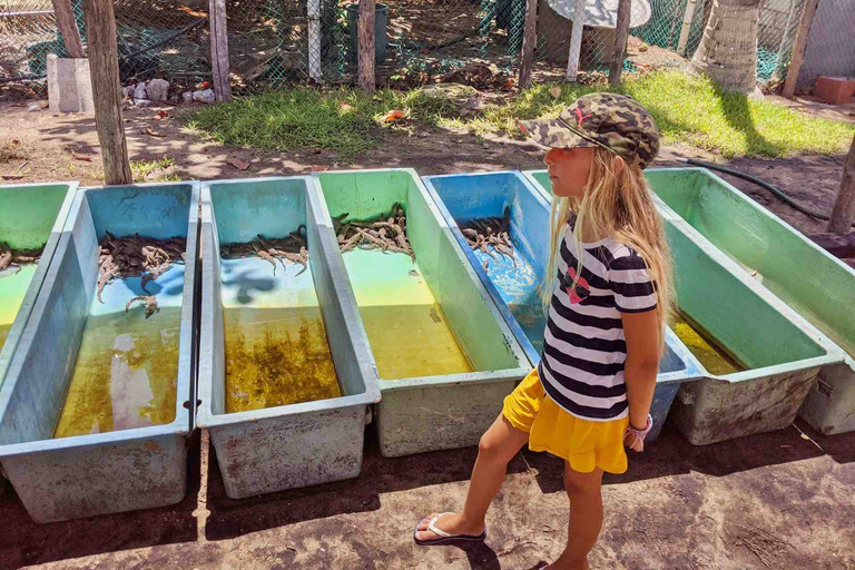 Tour 4 em 1 - Mazunte, Fábrica de Cacau e Desova/Liberação de Tartarugas