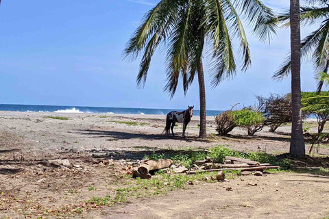 Tour 4 em 1 - Mazunte, Fábrica de Cacau e Desova/Liberação de Tartarugas