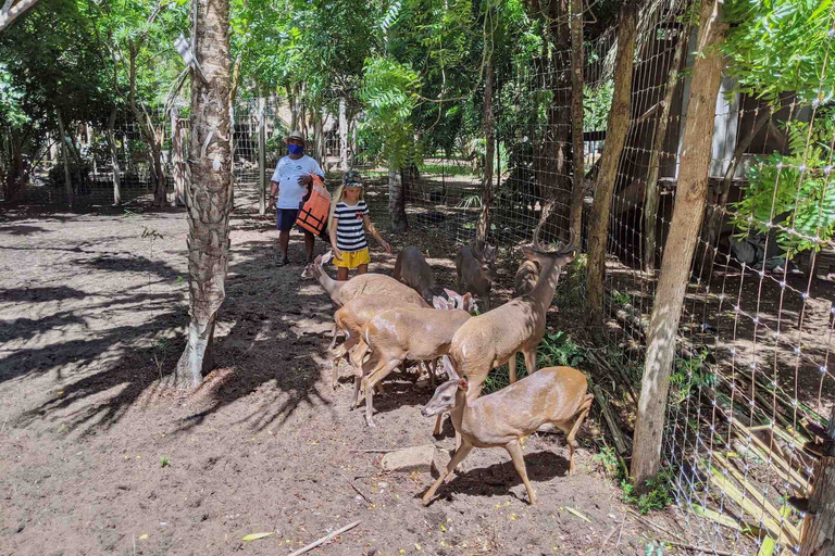 Excursión 4 en 1 - Mazunte, fábrica de cacao y desove/liberación de tortugas