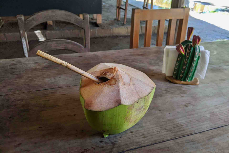 Tour 4 em 1 - Mazunte, Fábrica de Cacau e Desova/Liberação de Tartarugas