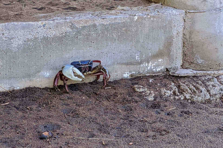 4-in-1-Tour - Mazunte, Kakaofabrik & Schildkrötenlaich/Aussetzung