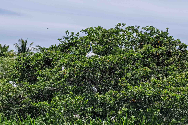 Tour 4 em 1 - Mazunte, Fábrica de Cacau e Desova/Liberação de Tartarugas