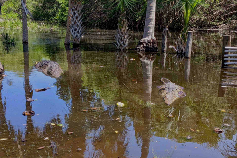 Tour 4 em 1 - Mazunte, Fábrica de Cacau e Desova/Liberação de Tartarugas