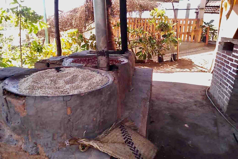 Tour 4 em 1 - Mazunte, Fábrica de Cacau e Desova/Liberação de Tartarugas