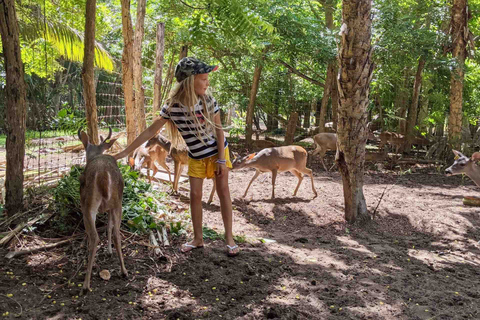 Tour 4 em 1 - Mazunte, Fábrica de Cacau e Desova/Liberação de Tartarugas