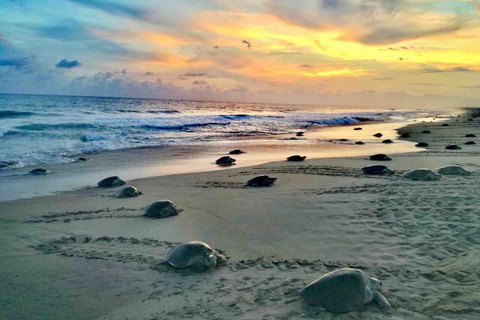 Tour 4 em 1 - Mazunte, Fábrica de Cacau e Desova/Liberação de Tartarugas