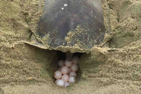 4-in-1-Tour - Mazunte, Kakaofabrik & Schildkrötenlaich/Aussetzung