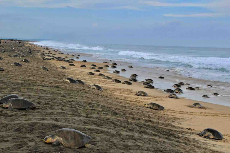 Tour 4 em 1 - Mazunte, Fábrica de Cacau e Desova/Liberação de Tartarugas