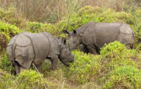 2 notti 3 giorni Chitwan Jungle Safari Tour (full board) - Housity