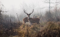 2 ночи 3 дня тур Chitwan Jungle Safari (полная доска) - Housity