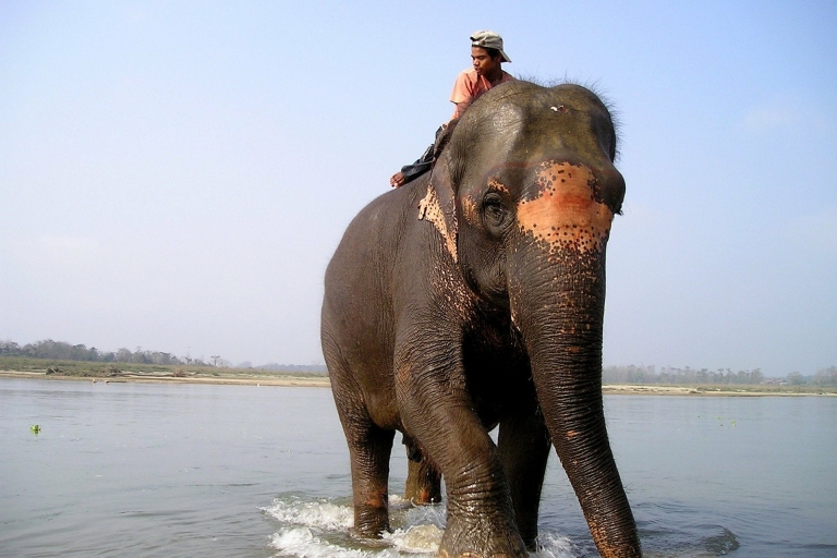 2 nuits et 3 jours de safari dans la jungle de Chitwan (pension complète)