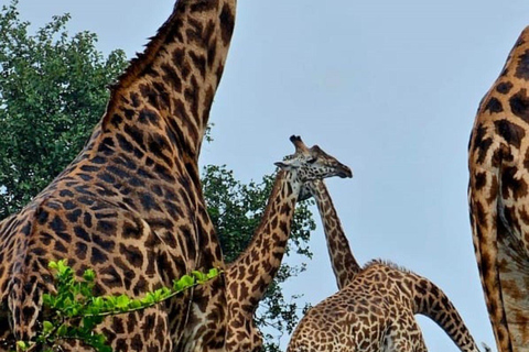 3 Days Private tour to Buffalo Springs National Reserve