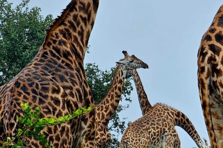 3 Days Private tour to Buffalo Springs National Reserve