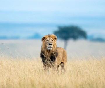 5 Days Group Safari To Maasai Mara, Lake Nakuru &Naivasha
