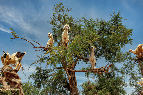 Flying Goats en Agadir Oufella View Experience