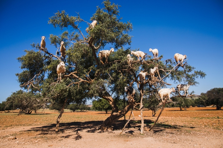 Les chèvres volantes et l'expérience de la vue sur l'Oufella à Agadir