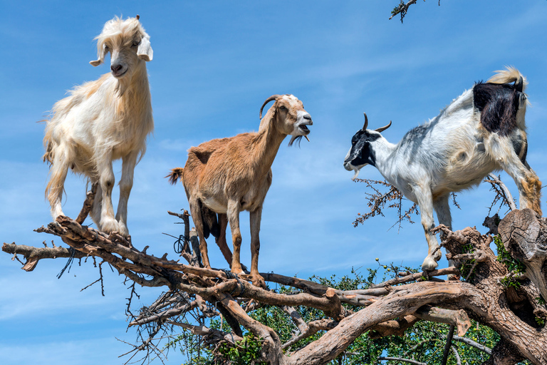 Flying Goats en Agadir Oufella View Experience