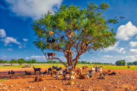 Flying Goats en Agadir Oufella View Experience