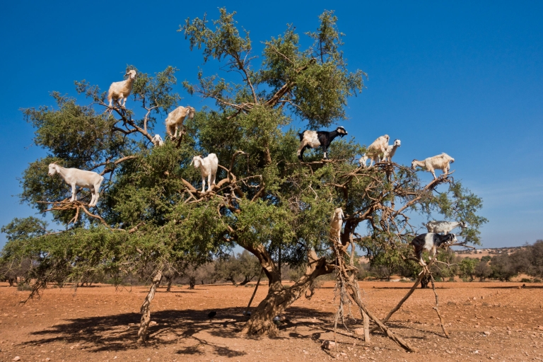 Les chèvres volantes et l'expérience de la vue sur l'Oufella à Agadir