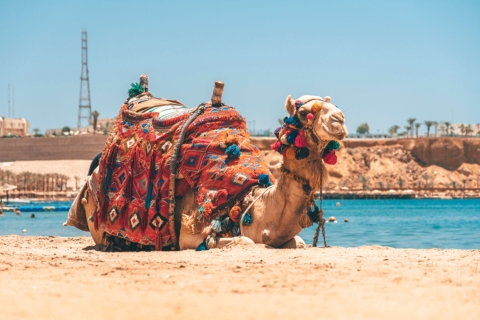 Agadir: Kamelritt mit Tee