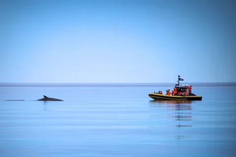 Tadoussac/Charlevoix : Excursion en zodiac pour l'observation des baleines