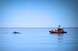 Tadoussac/Charlevoix: Whale Watching Zodiac Tour