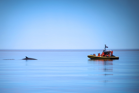 Tadoussac/Baie-Ste-Catherine: Whale Watch Zodiac Boat Tour Sunset Zodiac Whale Watch from Tadoussac Pier