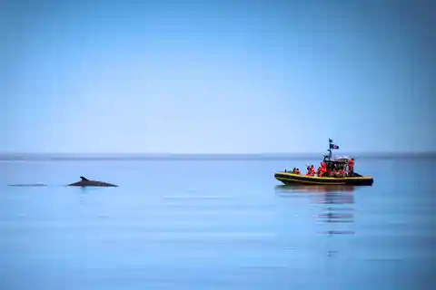 Tadoussac/Charlevoix: Whale Watching Zodiac Tour