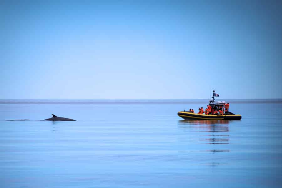 Tadoussac/Charlevoix: Whale Watching Zodiac Tour. Foto: GetYourGuide