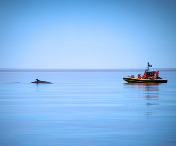 Tadoussac/Charlevoix: Whale Watching Zodiac Tour