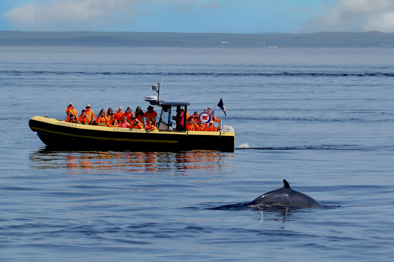 Tadoussac/Baie-Ste-Catherine: Whale Watch Zodiac Boat Tour Sunset Zodiac Whale Watch from Tadoussac Pier